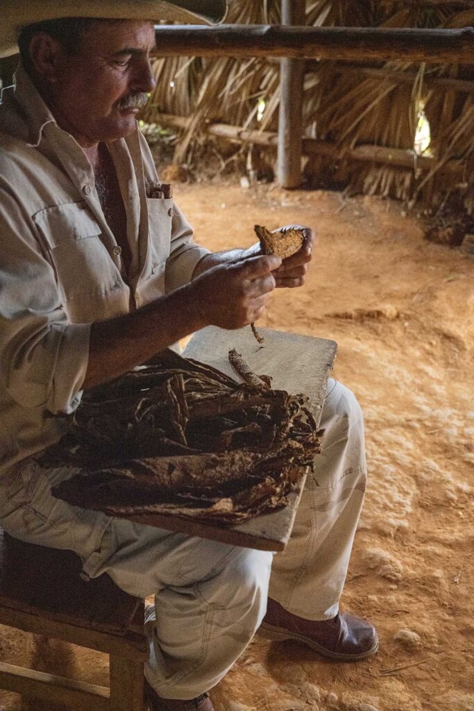 Benito's Tobacco Farm