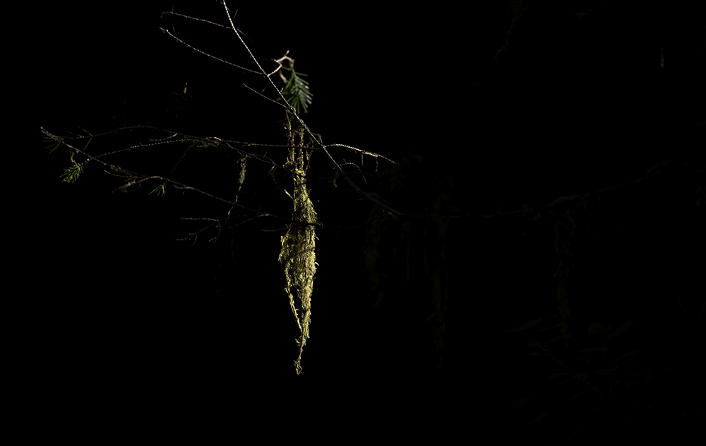 Hanging Moss, Hoh Rainforest, Olympic National Park, Washington