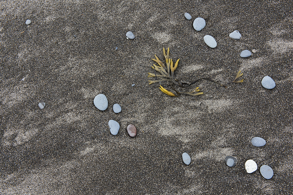 Pebbles and Kelp, Rialto Beach, Olympic National Park, Washington