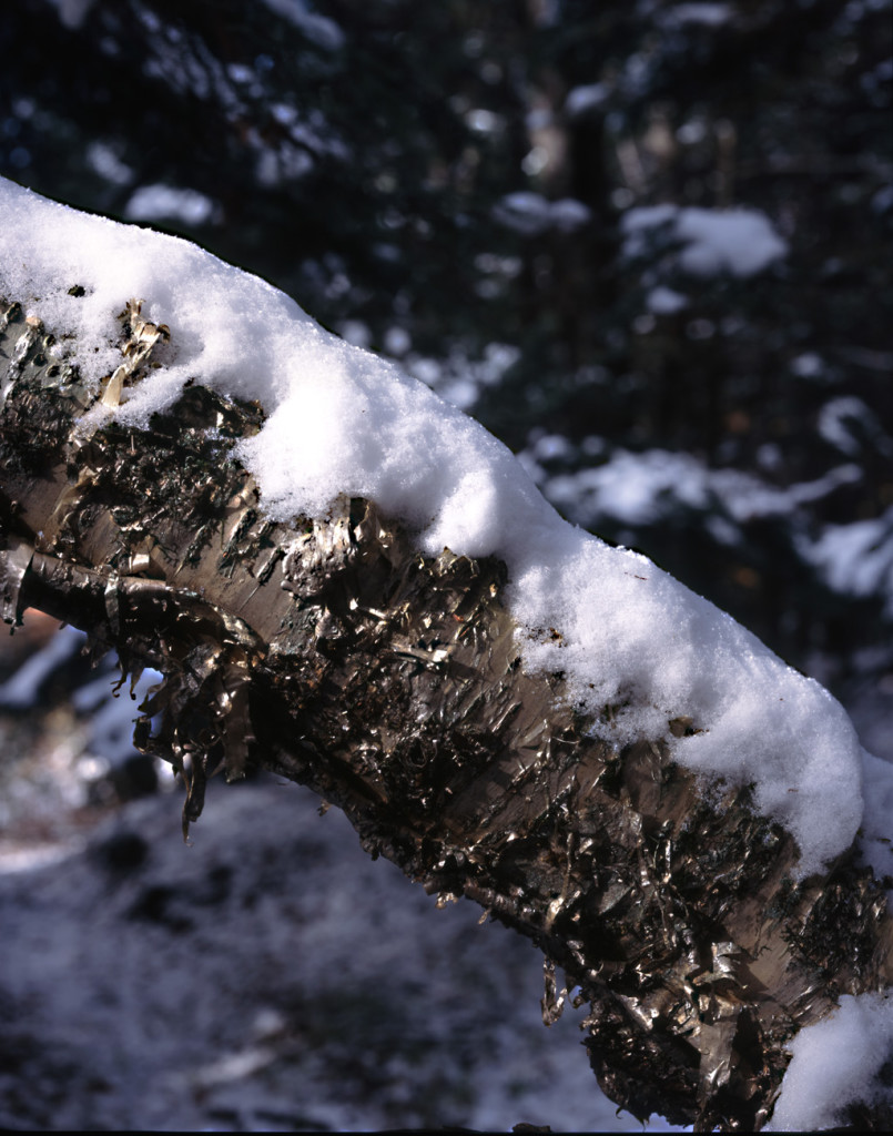 Yellow Birch