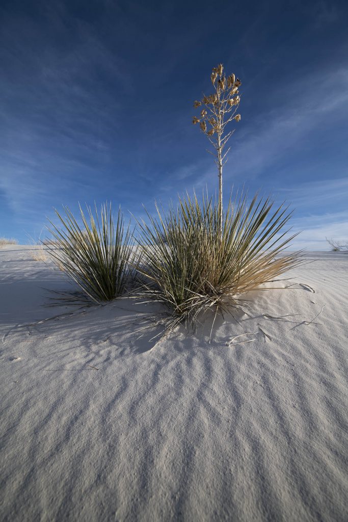 Soaptree Yucca Near Sunset