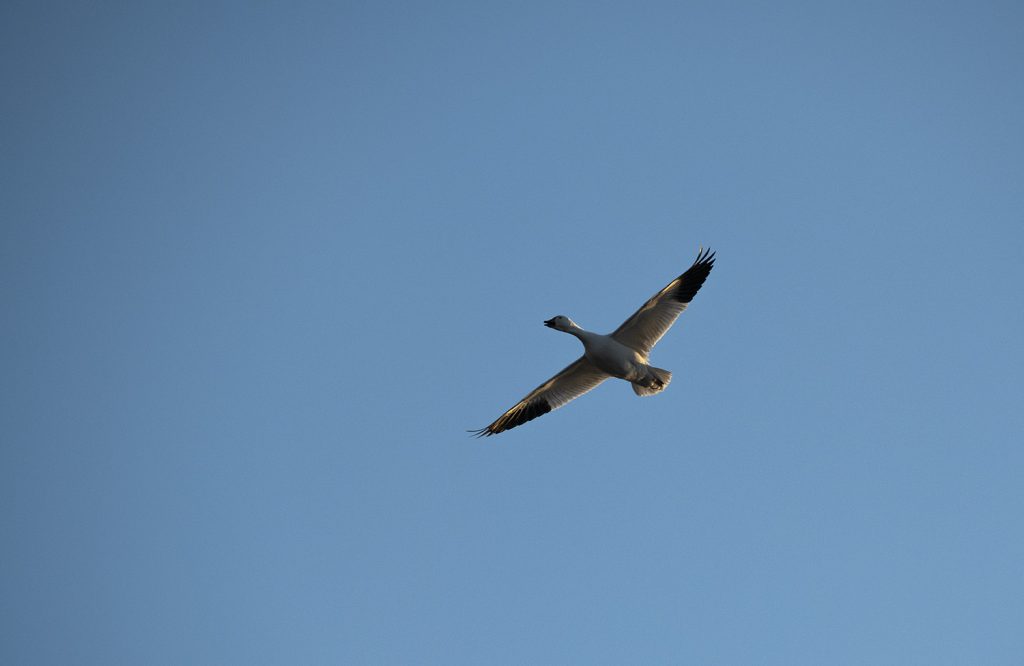 Snow Goose Arriving At Sunrise