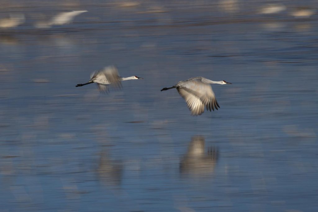 Sandhill Cranes Taking Off