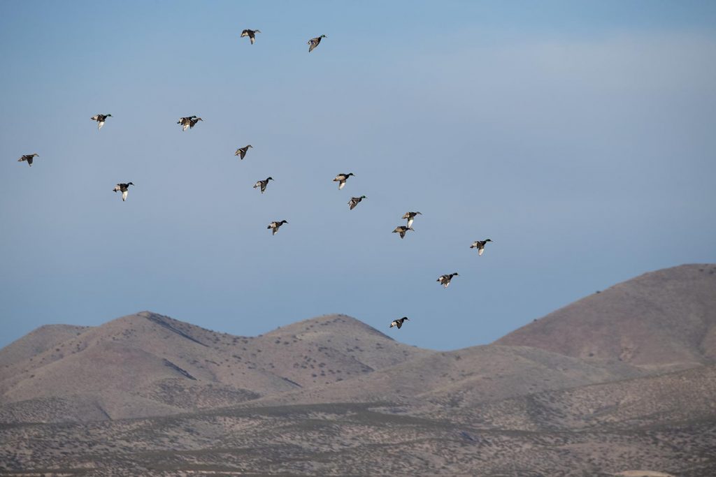 Arriving Mallards