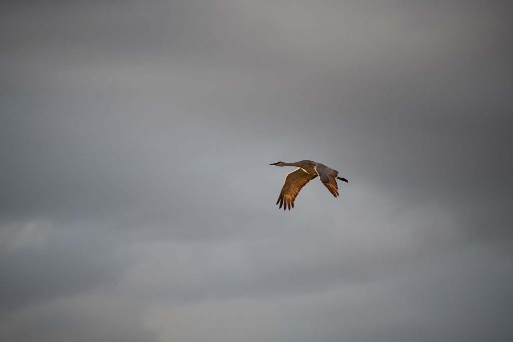 Sandhill Crane At Sunset