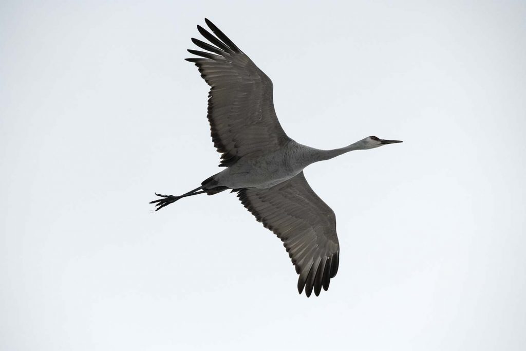 Sandhill Crane Closeup