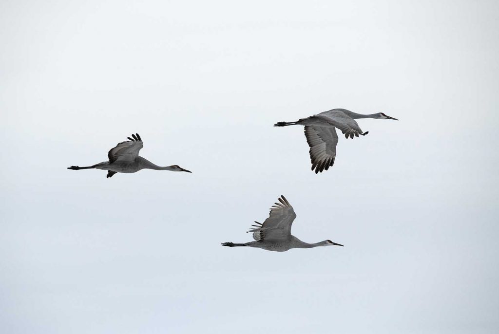 Sandhill Cranes In Flight