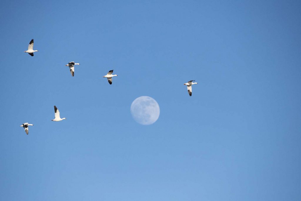 Snow Geese And The Moon