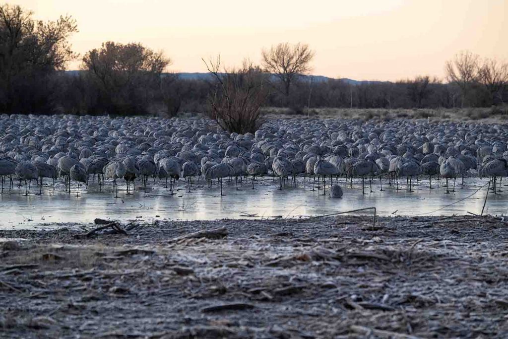 Sandhill Cranes On Ice