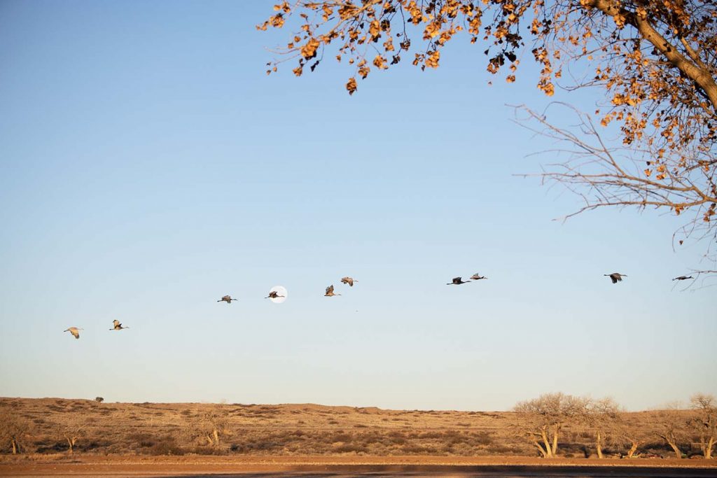 Sandhill Cranes And The Moon