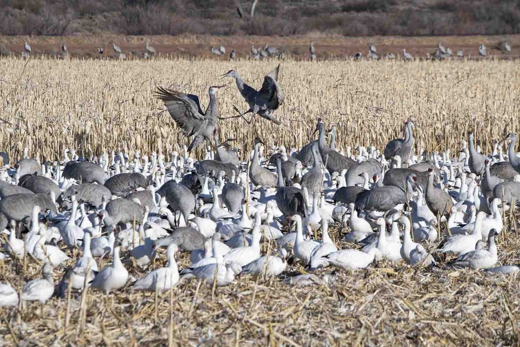 Sandhill Crane Flareup