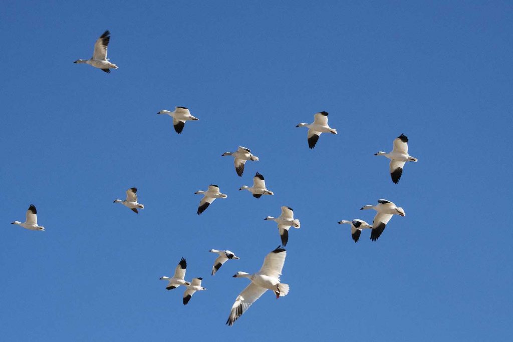 Snow Geese Overhead