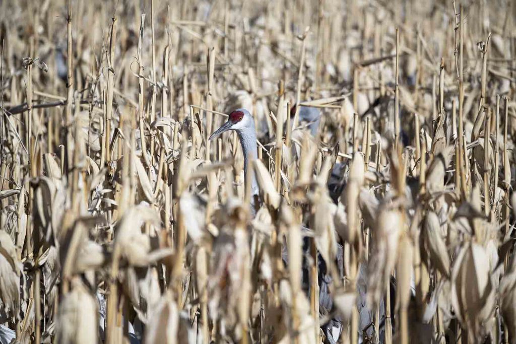 Sandhill Over Corn