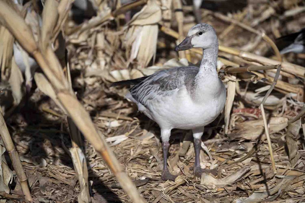 Immature Snow Goose