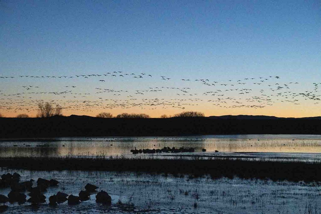 Pre-Dawn Arrivals