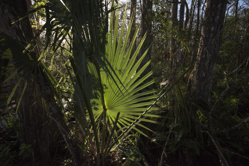 Brilliant Swamp Plant 