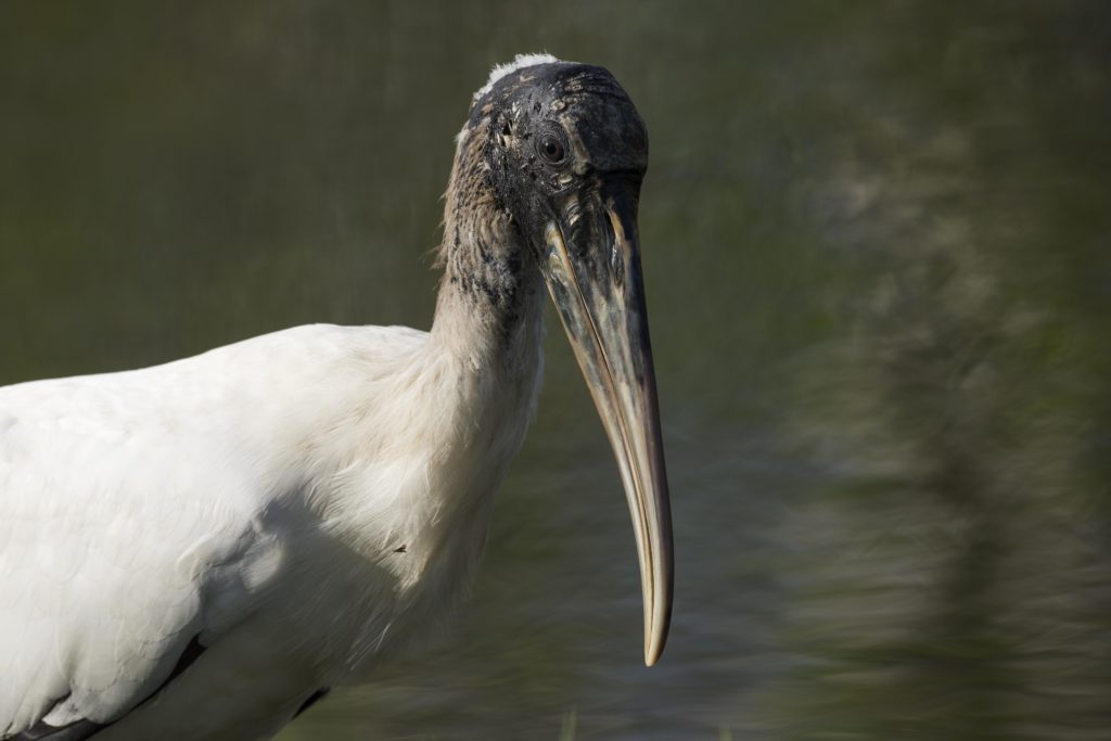 Wood Stork (mycteria americana) 