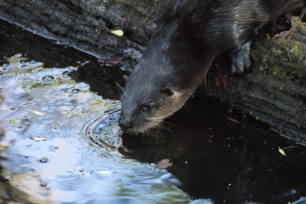 North American River Otter (lontra canadensis) 