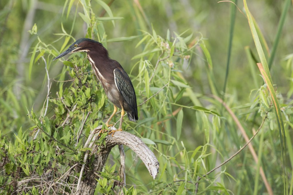 Green Heron (butorides virescens)