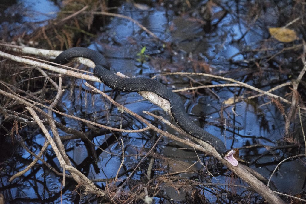 Banded Water Snake (nerodia fasciata fasciata) 