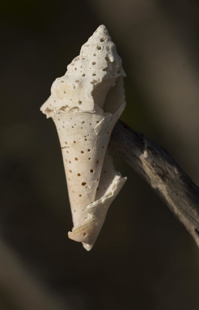 Old Shell on a Stick