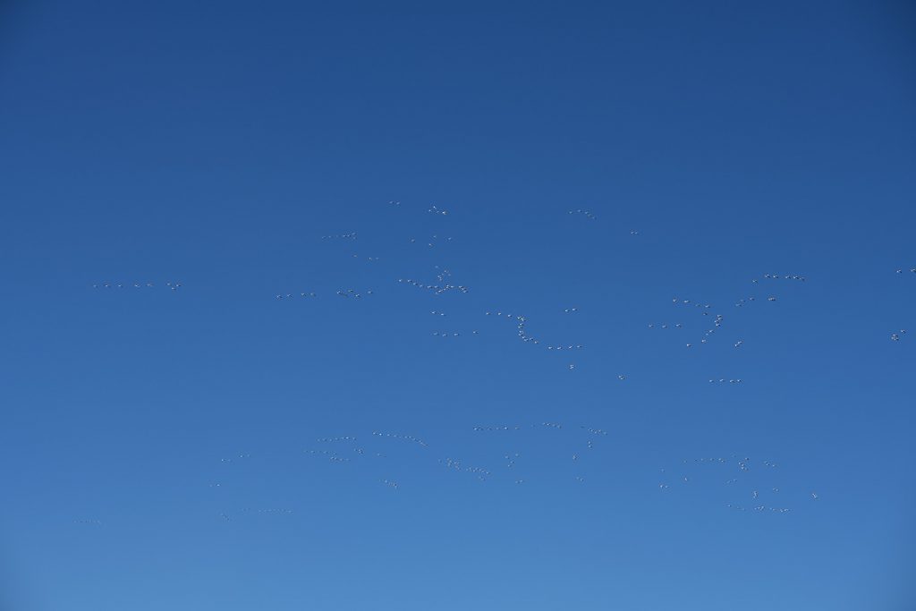 Snow Geese Getting High