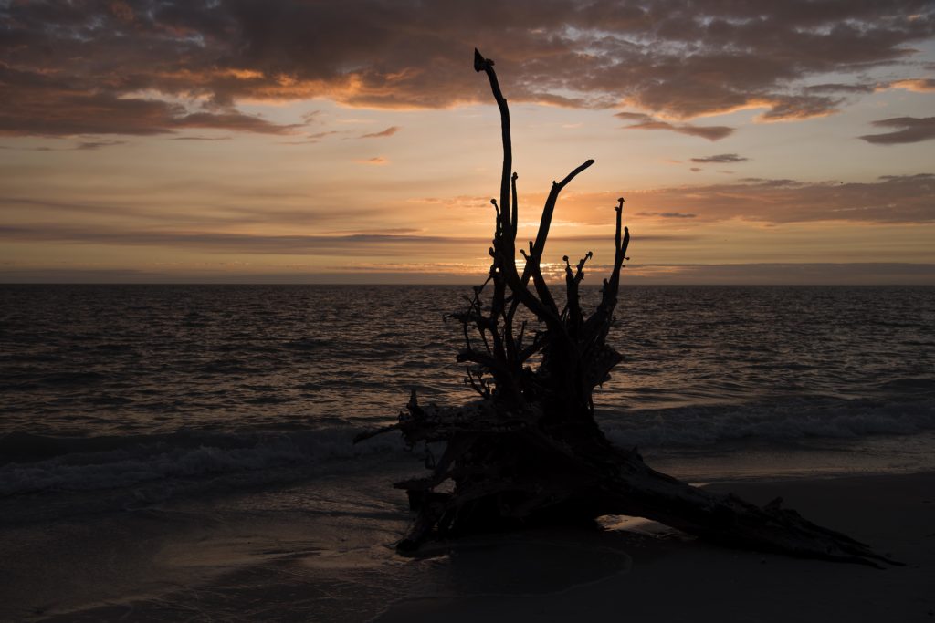 Shell Tree at Sunset