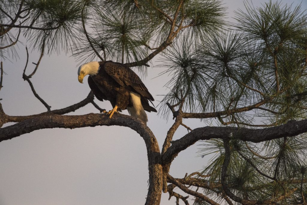 Bald Eagle (haliaeetus leucocephalus) 