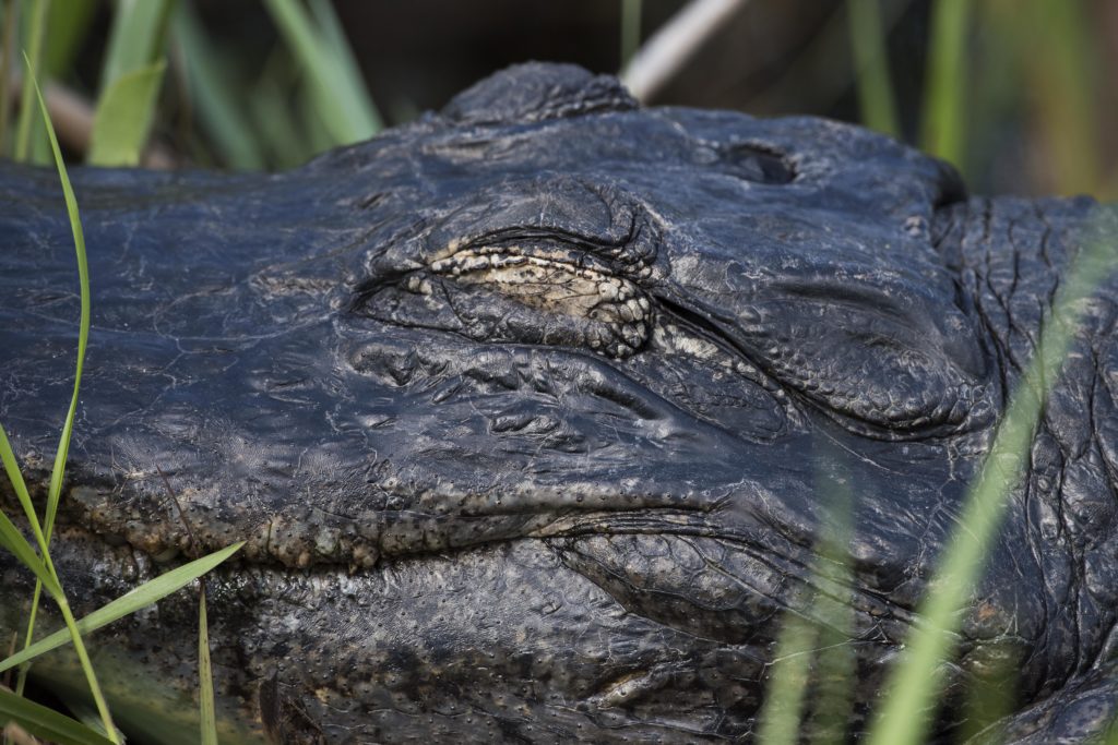 American Alligator (alligator mississippiensis) "Sleeping" 