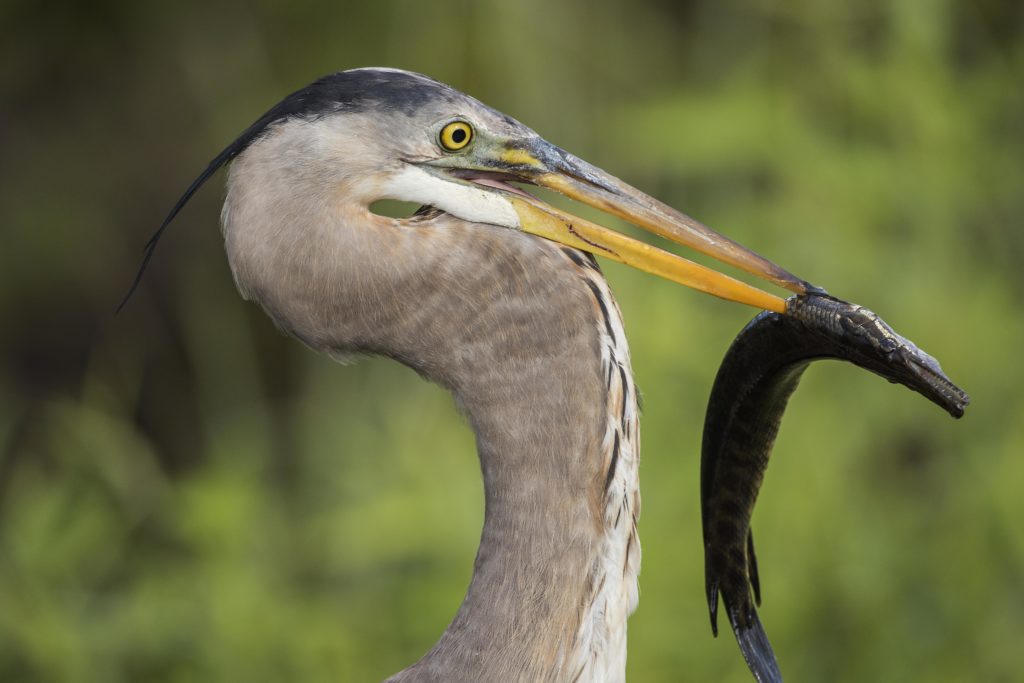 Great Blue Heron (Ardea herodias) With Catch