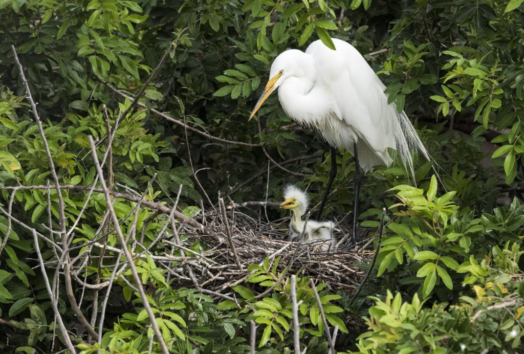 Great Egret (ardea alba) With Chick
