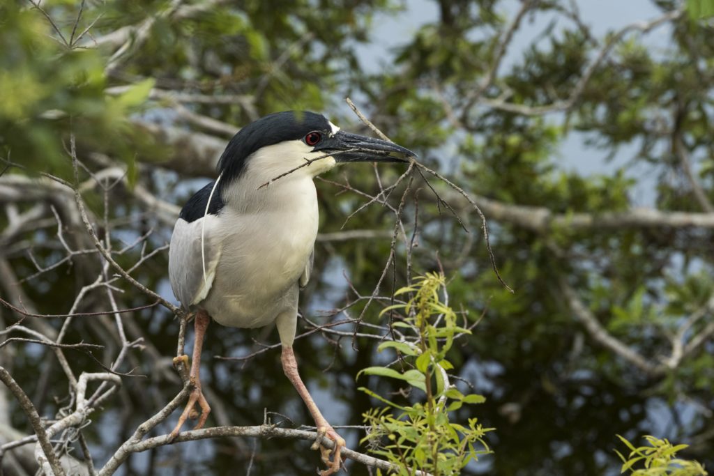 Black-Crowned Night-Heron (nycticorax nycticorax) 