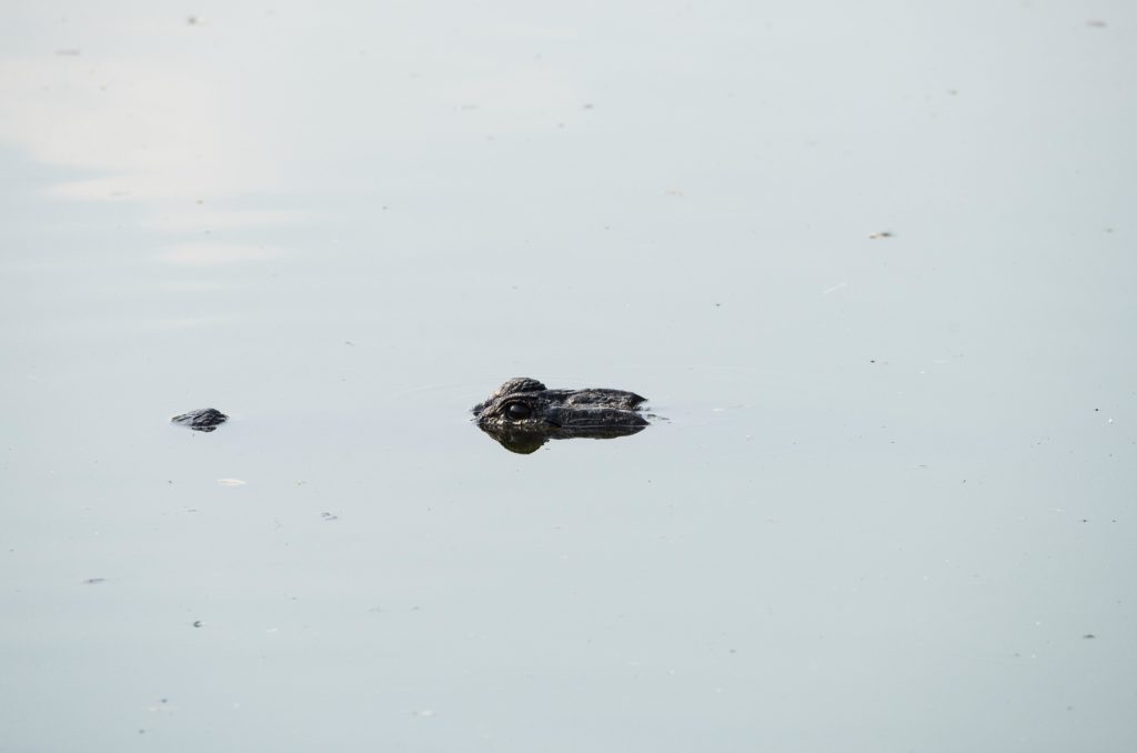 American Alligator (alligator mississippiensis) 