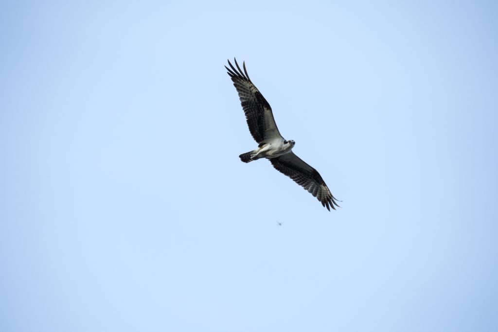 Osprey (pandion haliaetus) 