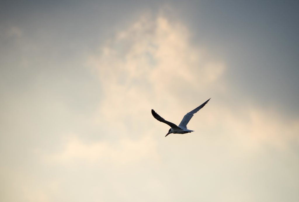 Black-Crowned Night-Heron (nycticorax nycticorax) 