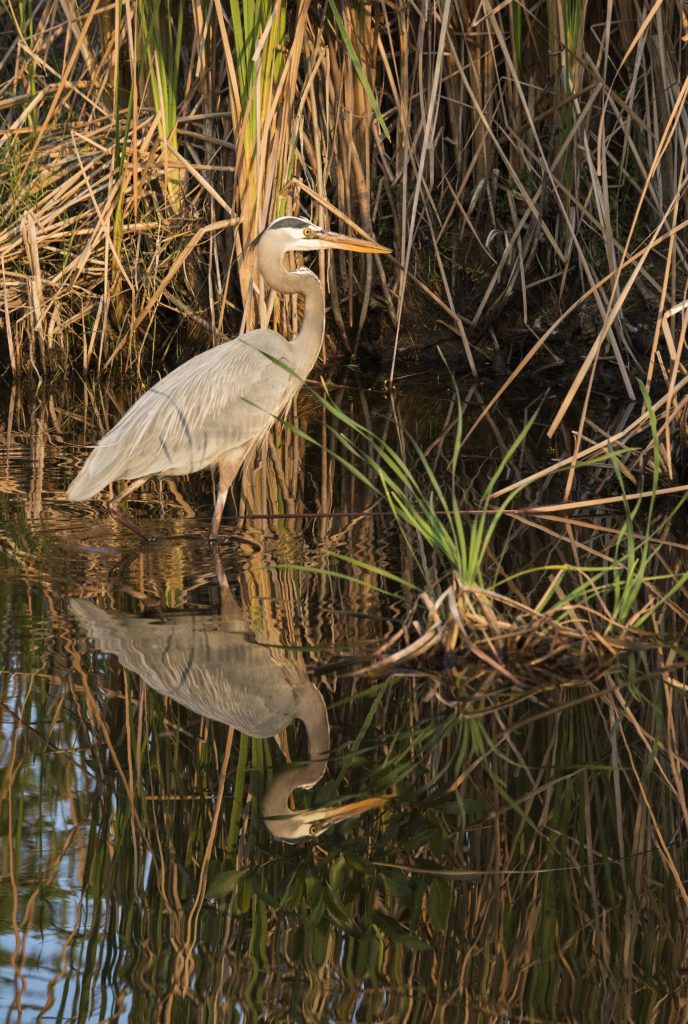 Great Blue Heron (Ardea herodias)