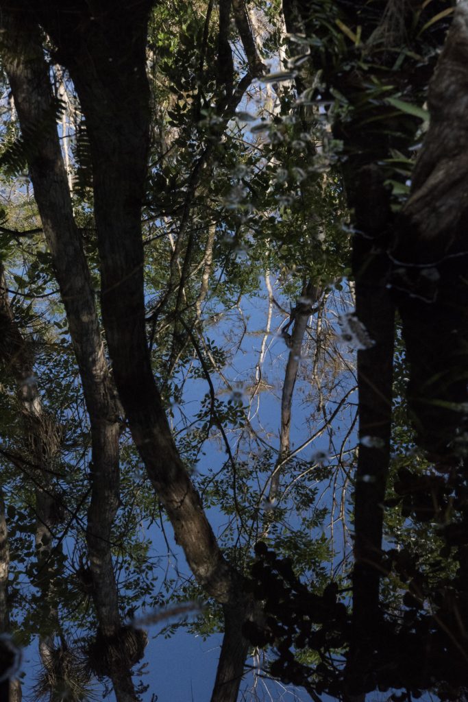 Blue Swamp Reflection