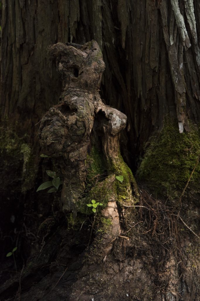 Cypress Sucker