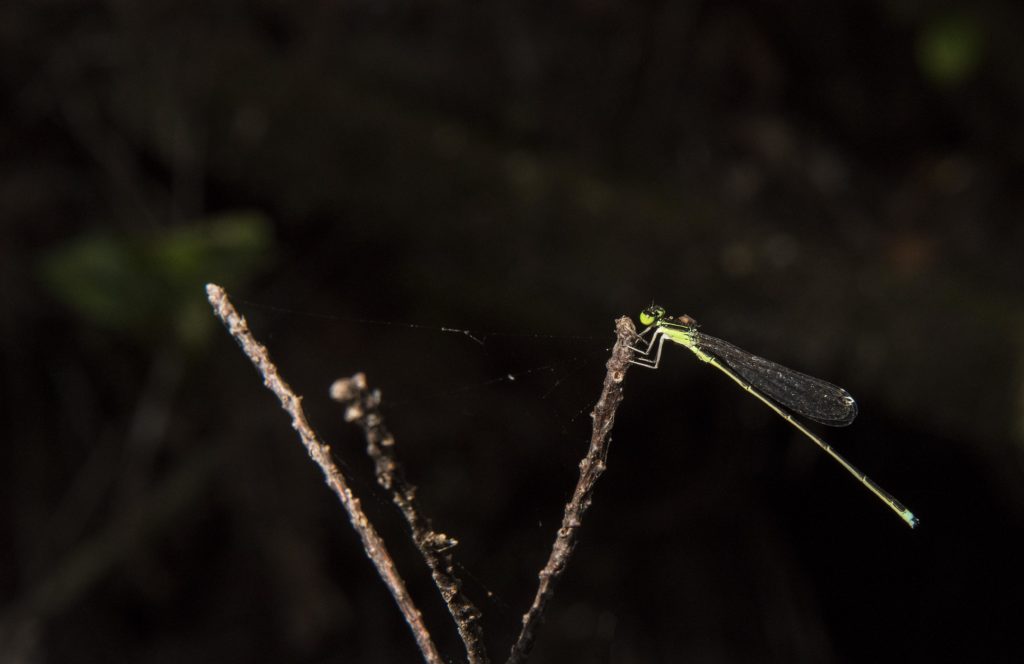 Dragonfly in Big Cypress National Preserve