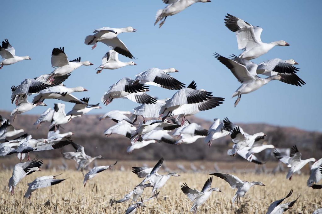 Snow Geese Landing