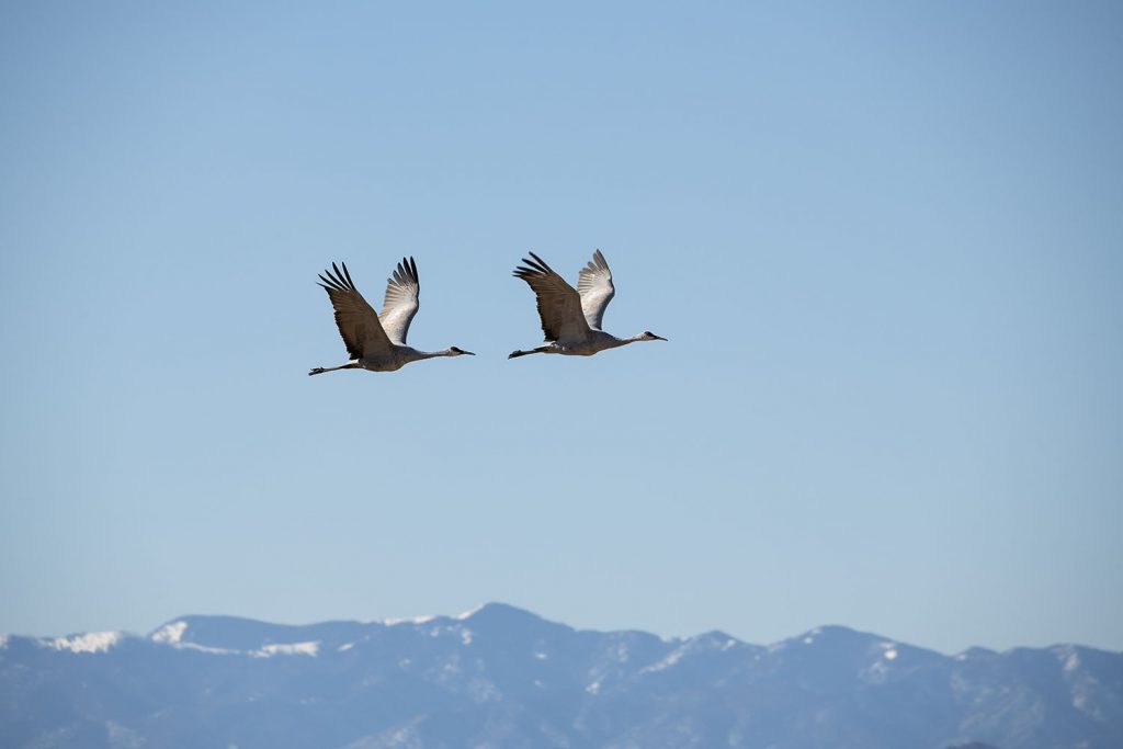 Sandhill Cranes Over Mountains