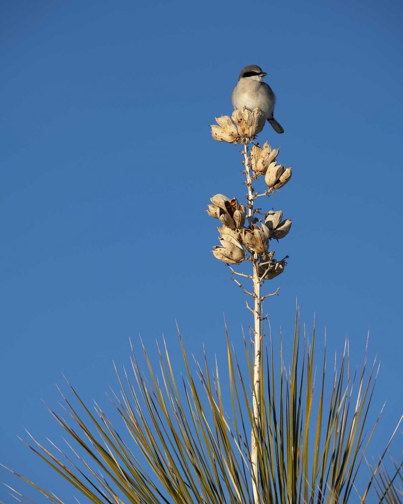 Loggerhead Shrike On A Yucca