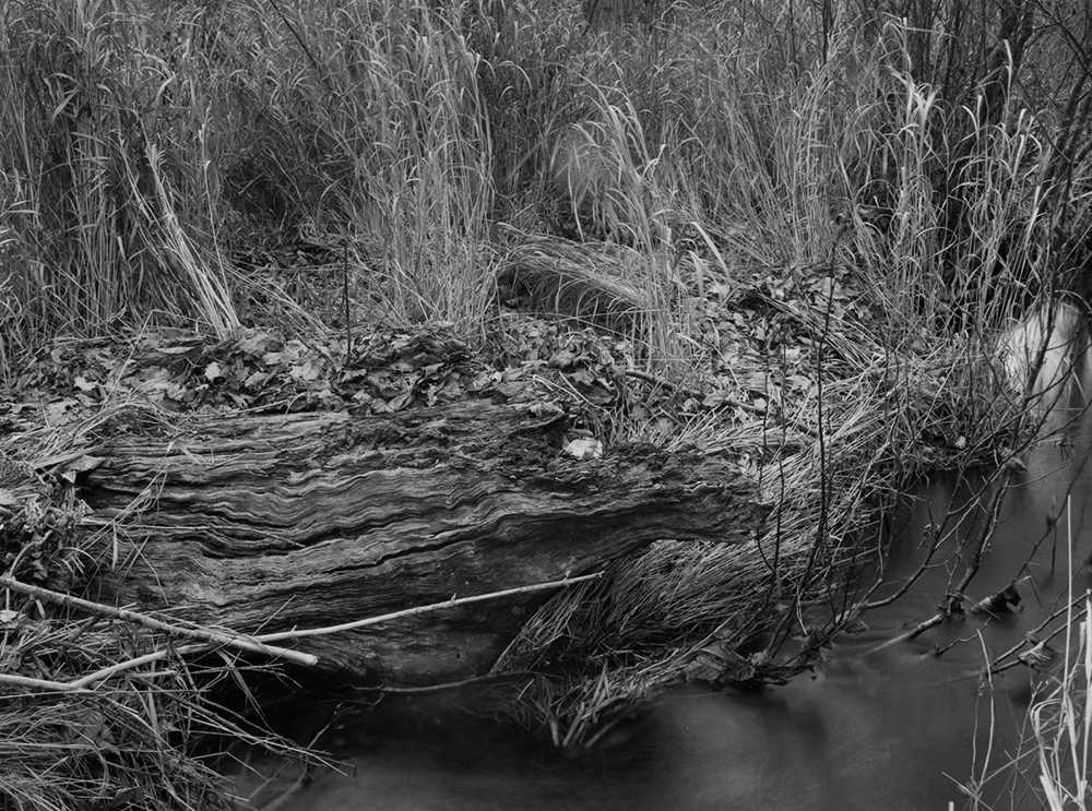 Robinson Brook Wavy Log